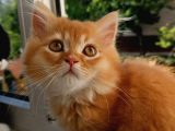British Longhair Portakal Oğlumuza Yeni Bir Yuva
