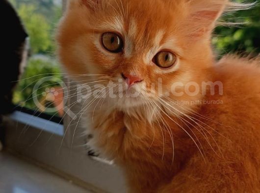 British Longhair Portakal Oğlumuza Yeni Bir Yuva görsel
