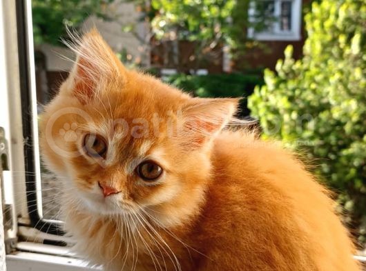 British Longhair Portakal Oğlumuza Yeni Bir Yuva görsel