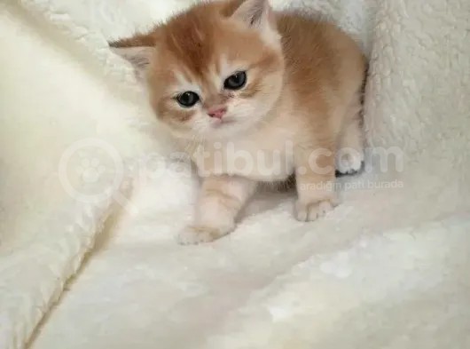 Golden Bebeklerim görsel