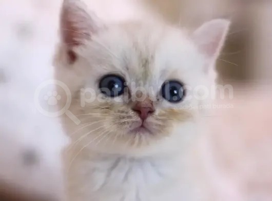 Mükemmel British Shorthair Yavrular görsel