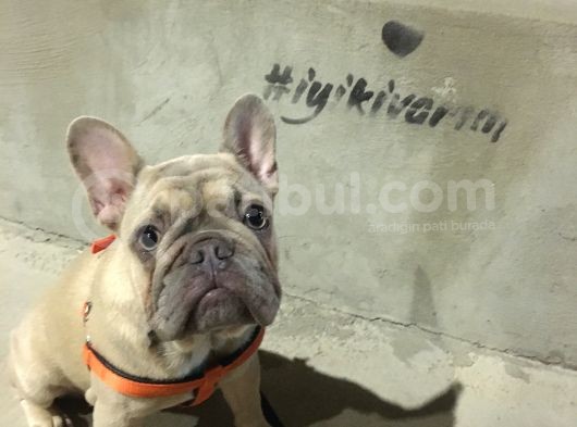 12 Aylık Dişi French Bulldog Lilac Sable