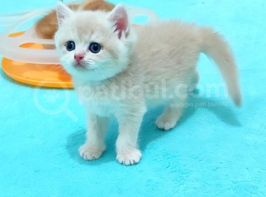 Dişi Lilak Golden görsel