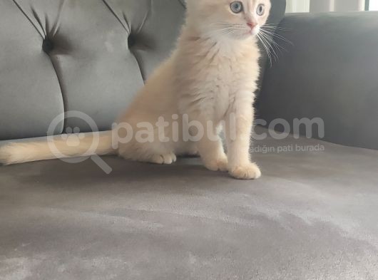 Dişi Lilak Golden görsel