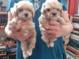 Teslime Hazir Orjinal Maltipoo Bebekler