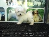 Maltese Terri̇er Yavrularimiz