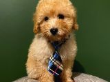 Toypoodle Yavrumuz