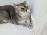 Aşıları Yapılmış Eşyasıyla British Shorthair