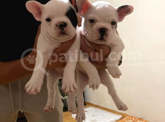 45Günlük Fransız Bulldog Yavrularımız Dişili Erkekli görsel