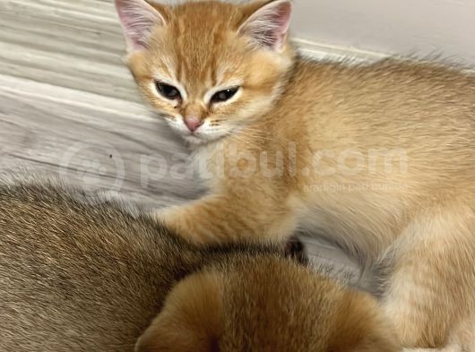 Saf Kan British Shorthair görsel
