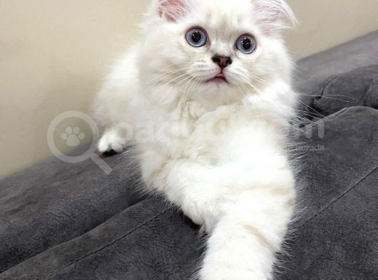 Scottish Straight Longhair Pamuk görsel