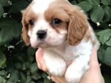 Cavalier King Charles Beybi