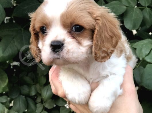 Cavalier King Charles Beybi görsel
