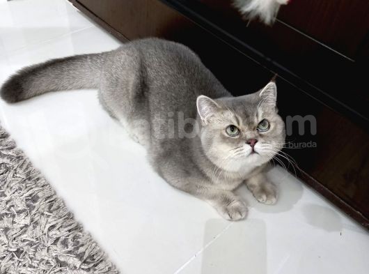 Masrafsız British Safkan görsel