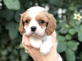 Cavalier King Charles Beybi