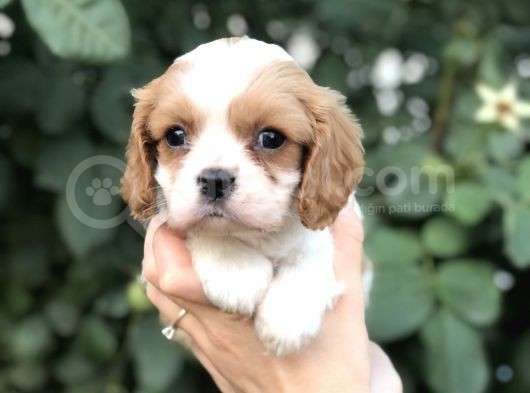 Cavalier King Charles Beybi