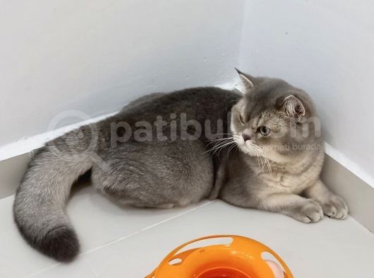 Masrafsız British Safkan görsel