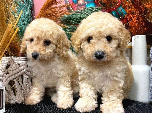 Sağlik Ve Irk Garanti̇li̇ Show Kali̇te Toy Poodle Yavrularim görsel
