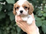 Cavalier King Charles Beybi