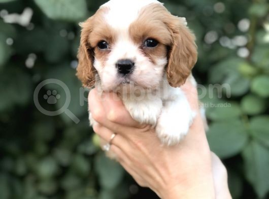 Cavalier King Charles Beybi görsel