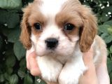 Cavalier King Charles Beybi