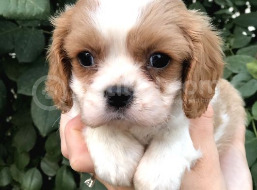 Cavalier King Charles Beybi görsel