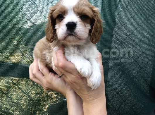 Cavalier King Charles Beybi görsel