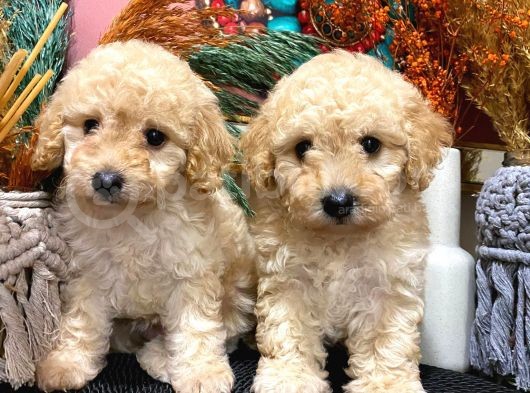 Sağlik Ve Irk Garanti̇li̇ Show Kali̇te Toy Poodle Yavrularim