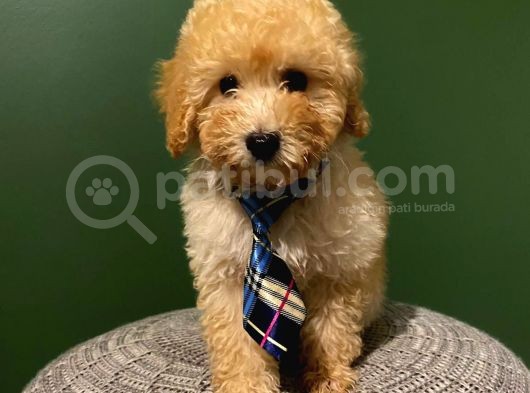 Toypoodle Yavrumuz görsel