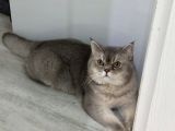 Aşıları Yapılmış Eşyasıyla British Shorthair