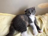 Tatlı Mı Tatlı 2,5 Aylık Scottish Fold Kedimize Ev Sahibi Arıyoruz