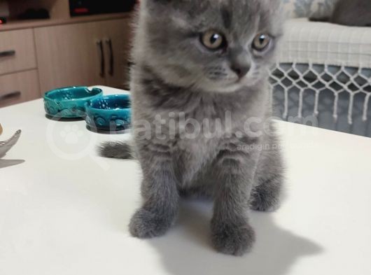 2 Aylık Biritish Shorthair