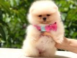 Safkan Dişi Pomeranian