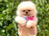Safkan Dişi Pomeranian