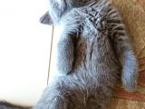 2 Aylık Biritish Shorthair