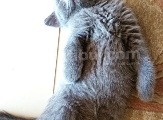 2 Aylık Biritish Shorthair görsel