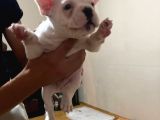 45Günlük Fransız Bulldog Yavrularımız Dişili Erkekli