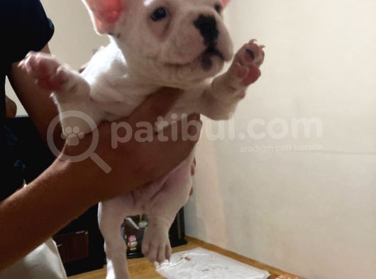45Günlük Fransız Bulldog Yavrularımız Dişili Erkekli görsel