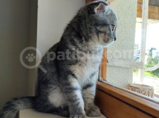 Scottish Fold Yavru görsel