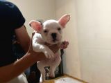 45Günlük Fransız Bulldog Yavrularımız Dişili Erkekli