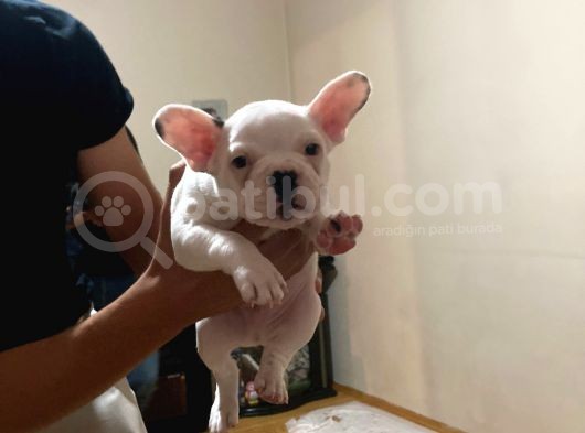 45Günlük Fransız Bulldog Yavrularımız Dişili Erkekli görsel