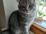 Scottish Fold Yavru