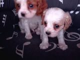 Cavalier King Charles Yavrularımız