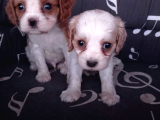 Cavalier King Charles Yavrularımız
