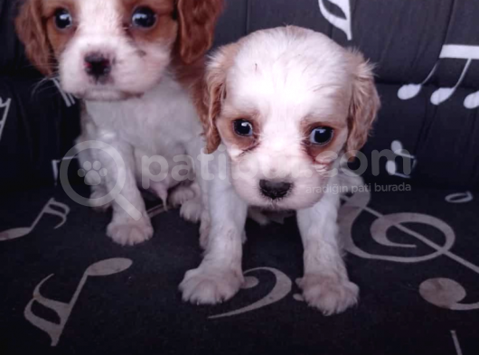 Cavalier King Charles Yavrularımız görsel