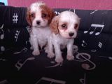 Cavalier King Charles Yavrularımız