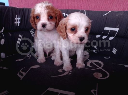 Cavalier King Charles Yavrularımız görsel