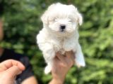Orji̇nal Maltese Terri̇er Bebekler