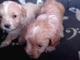 Maltipoo Yavrularımız
