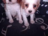 Cavalier King Charles Yavrularımız